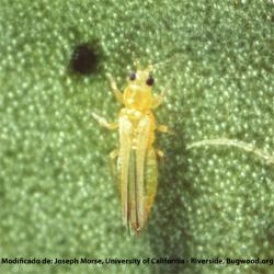 Scirtothrips inermis, plaga