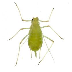 Acyrthosiphon pisum, plaga