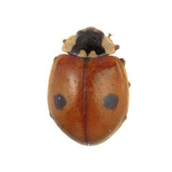 Adalia bipunctata, plaga