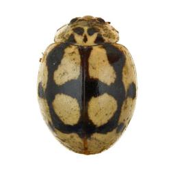 Adalia decempunctata, plaga
