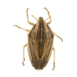 Aelia spp.; A. rostrata y A. germari, plaga