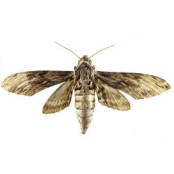 Agrius convolvuli, plaga