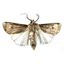 Agrotis spp.; A. segetum, A. ipsilon, plaga