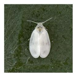Aleyrodes protelella (=A. brassicae), plaga