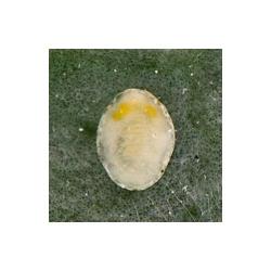 Aleyrodes protelella (=A. brassicae), plaga