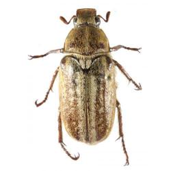 Anoxia australis, plaga