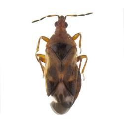 Anthocoris spp., plaga