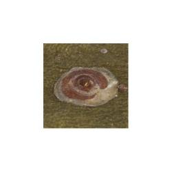 Aonidiella aurantii, plaga