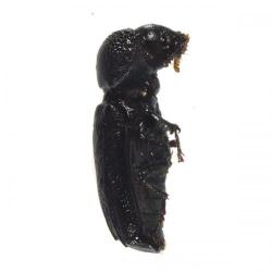 Apate monachus, plaga