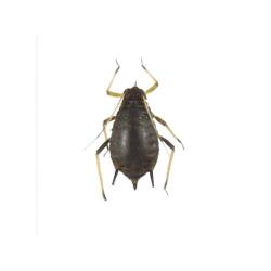 Aphis craccivora, plaga