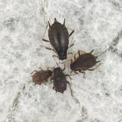 Aphis craccivora, plaga