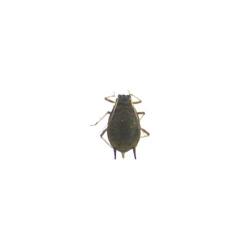 Aphis gossypii, plaga