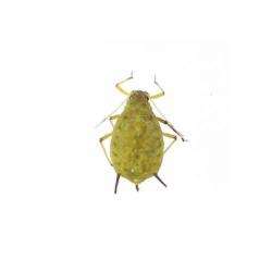 Aphis pomi, plaga