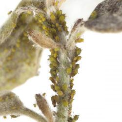 Aphis pomi, plaga