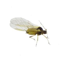 Aphis spiraecola, plaga