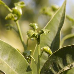 Aphis spiraecola, plaga