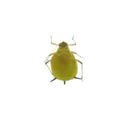 Aphis spiraecola, plaga