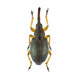 Apion spp.; A. pisi, A. apricans, A. carduorum, plaga