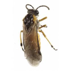 Arge rosae, plaga