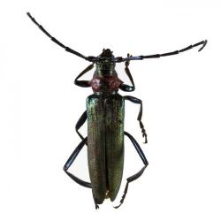 Aromia moschata, plaga