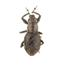 Asynonychus godmani, plaga