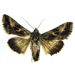 Autographa gamma (=Plusia gamma), Chrysodeixis chalcites, plaga