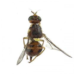 Bactrocera oleae, plaga