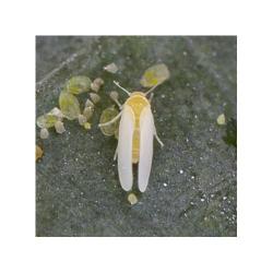 Bemisia tabaci, plaga