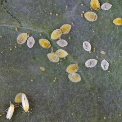 Bemisia tabaci, plaga