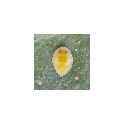 Bemisia tabaci, plaga