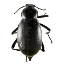 Blaps lusitanica, plaga