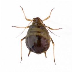 Brachycaudus cardui, plaga