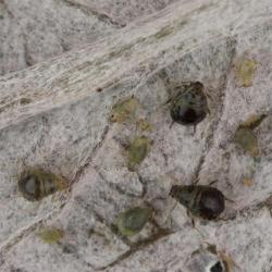 Brachycaudus cardui, plaga