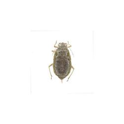 Brachycorynella asparagi, plaga