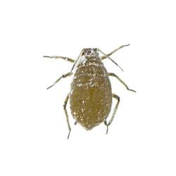 Brevicoryne brassicae, plaga