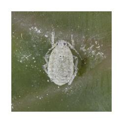 Brevicoryne brassicae, plaga