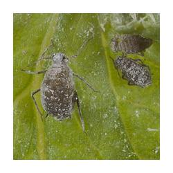 Brevicoryne brassicae, plaga