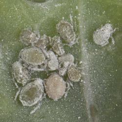 Brevicoryne brassicae, plaga