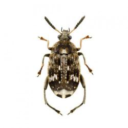 Bruchus spp.; B. pisorum, B. signaticornis, Callosobruchus sp., plaga