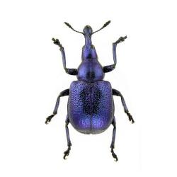 Byctiscus betulae, plaga