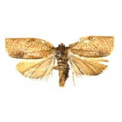 Cacoecimorpha pronubana, plaga