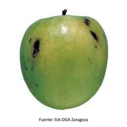 Cacoecimorpha pronubana, plaga