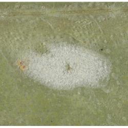 Cacoecimorpha pronubana, plaga