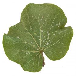 Cacopsylla pulchella, plaga