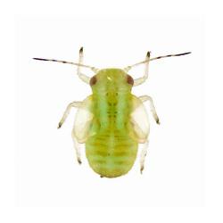 Cacopsylla pulchella, plaga