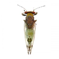 Cacopsylla pulchella, plaga