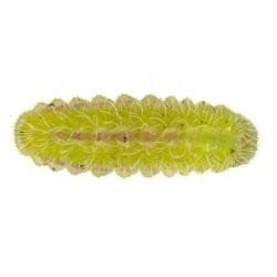 Cacyreus marshalli, plaga