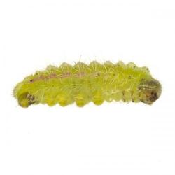 Cacyreus marshalli, plaga
