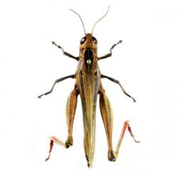 Calliptamus italicus, plaga