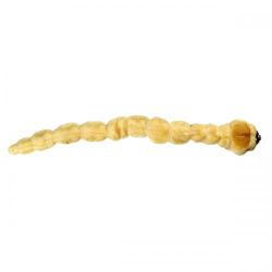 Capnodis tenebrionis, plaga